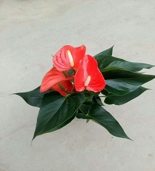红掌(马蒂兹)